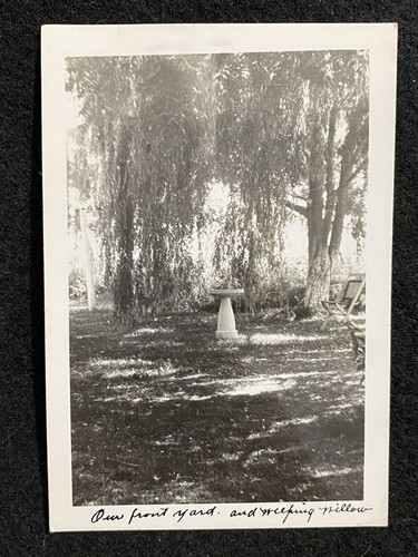 Weeping willow tree - weeping,