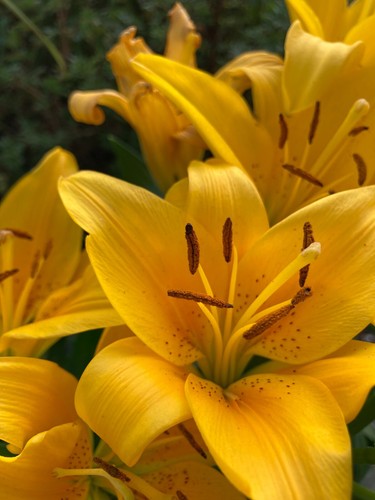 Three yellow tiger lily - yellow,
