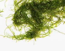Java moss 250g - java,