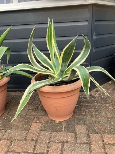 3ft high wide variegated - 3ft,