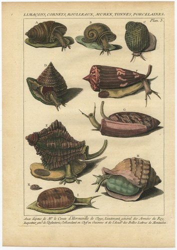 Antique print of - antique,