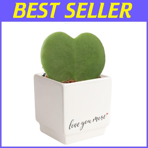 Indoor hoya heart plant - plant,, ideal