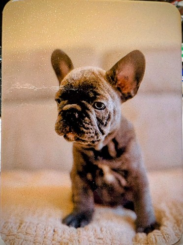 Fridge magnet cute french - fridge, |