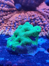 Bright Green War Favia coral