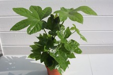 Fatsia japonica evergreen - japonica,
