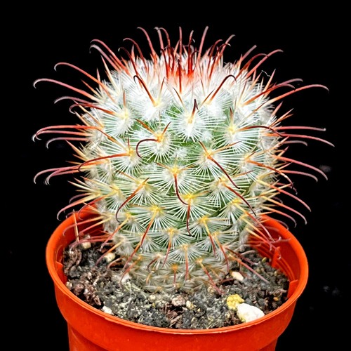 Mammillaria bombycina cactus - mammillaria,