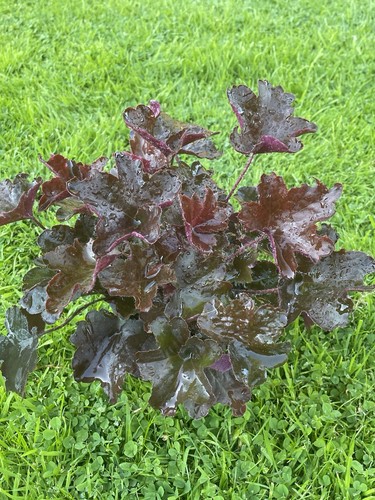 Heuchera deep plum - heuchera,