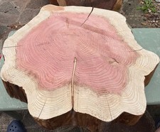 Huge Redwood Sequoia Live Edge Cookie Slab Tree Slice Semi Seasoned Ref:S2