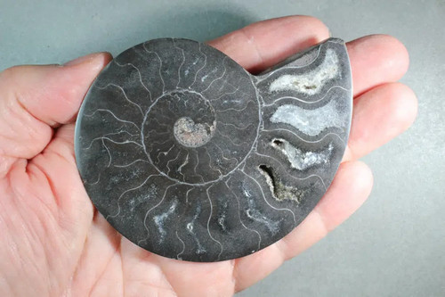 Black ammonite cut - black, half