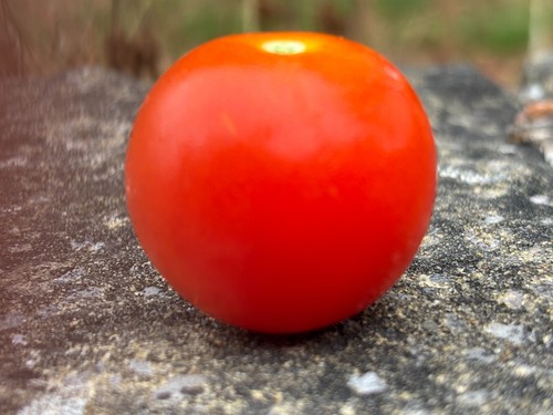 Tomato seeds ailsa craig - seeds, 15