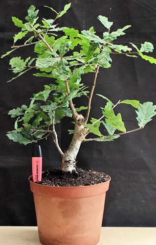 Yamadori english oak bonsai - english,