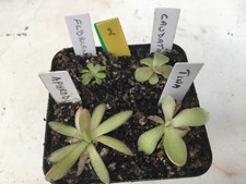 Pinguicula Collection #2