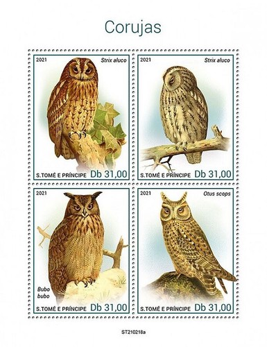 Owls birds prey - owls,