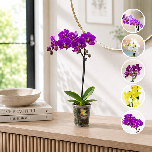 Phalaenopsis moth orchid live - phalaenopsis,