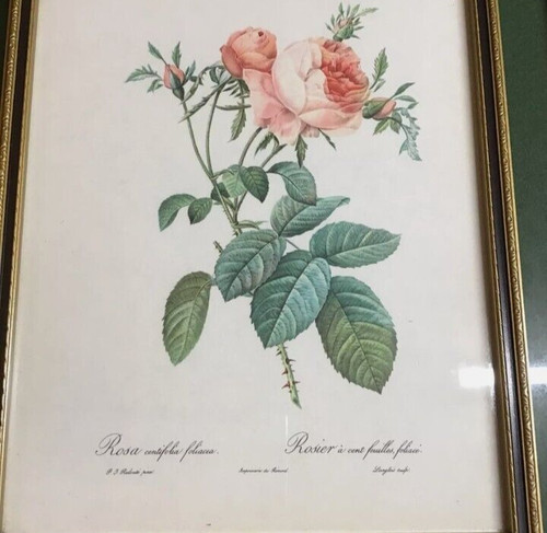 Framed rose art print - framed,