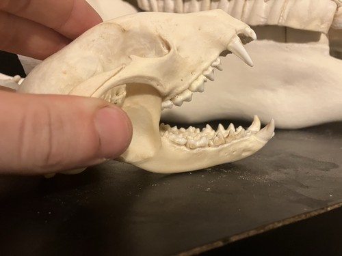 Usa true raccoon skull - usa,