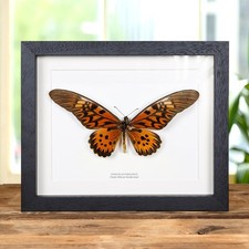 Giant african swallowtail - giant,