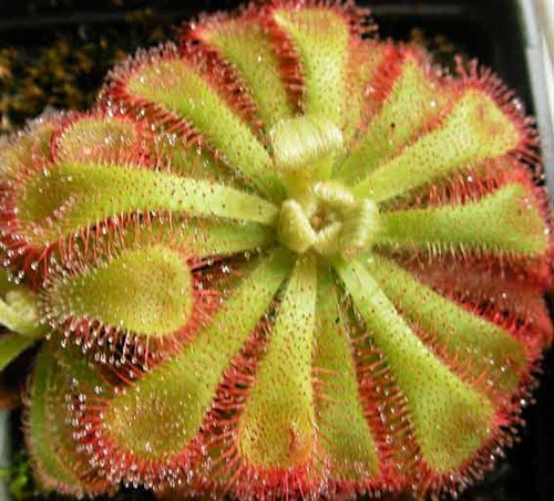Drosera aliciae seeds - drosera,