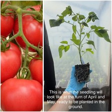 Tomato Adam (Polish Tomato)