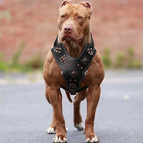 Genuine leather dog harness - genuine,