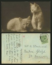 Beautiful CATS Kittens 1917