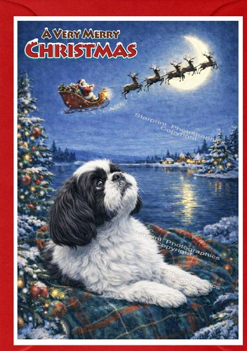 Shih tzu dog - shih,