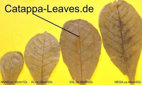 100g xxl tropical almond - almond, tree
