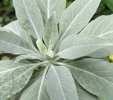 White Sage | Salvia Apiana |