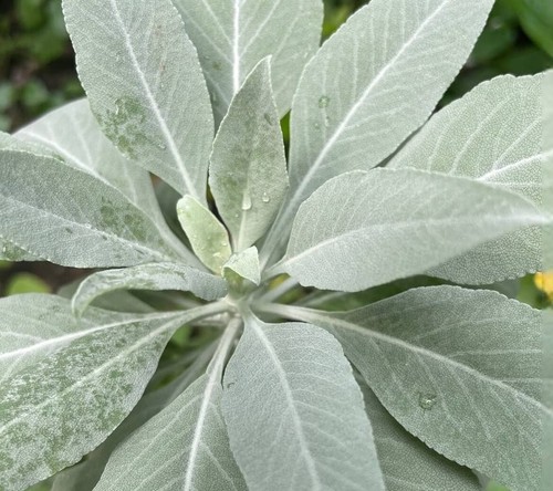 White sage salvia apiana - white, |