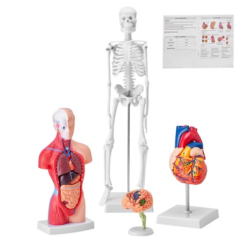 Vevor human anatomy models - anatomy,