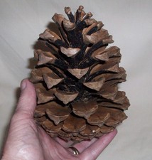 JOB LOT 3 X GIANT EXTRA LARGE