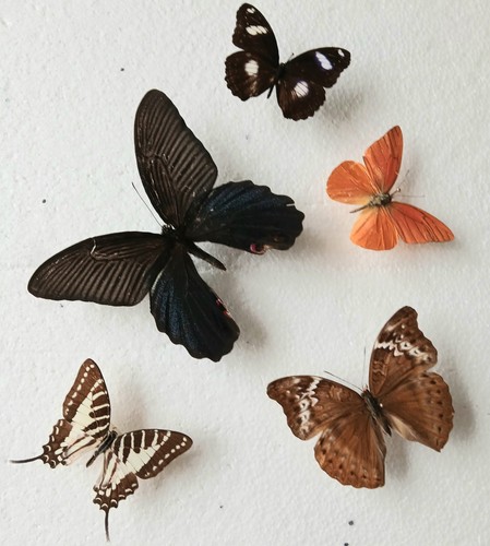 Butterfly collection set x5 - ,