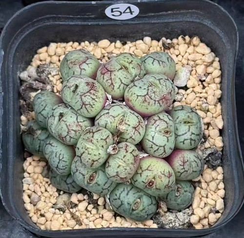 Multi heads conophytum - multi,