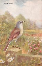 POSTCARD - WHITETHROAT - ARTIST SIGNED - J  SALMON - 4087