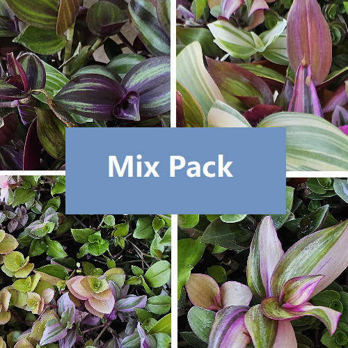 Different tradescantia - 9x,