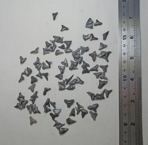 Shark teeth fossils - teeth, mixed