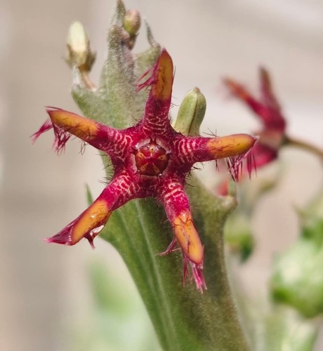 Carallutidocaulon bandhani - carallutidocaulon,