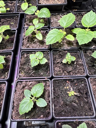 Paulownia tomentosa empress - paulownia,