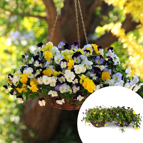 Pair pansy cool wave - cool,