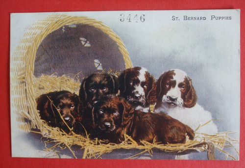 Old dogs postcard bernard - st,