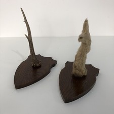 Vintage Stag Deer Antlers On