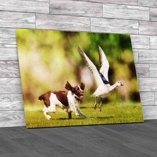 English Springer Spaniel Dog Chasing Large Snow Goose Canvas Print Large Picture