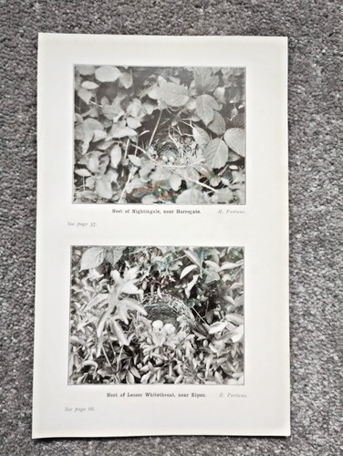 Nightingale and whitethroat - nightingale,