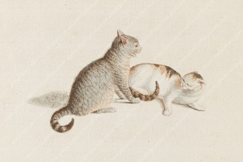 Two cats play - cats,