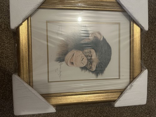 Stephen gayford chimpanzee - stephen,