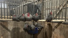 5+1 Fresh Fertile Barred rock