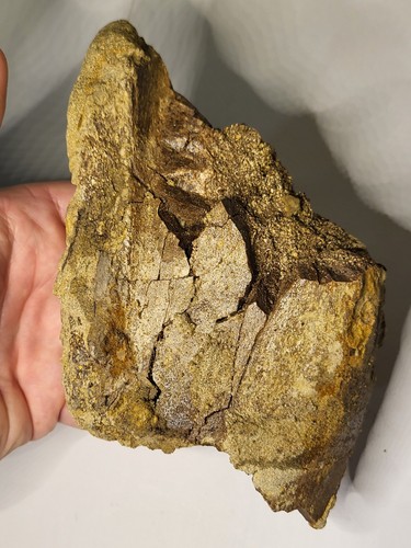 Inch huge triceratops - ~7,