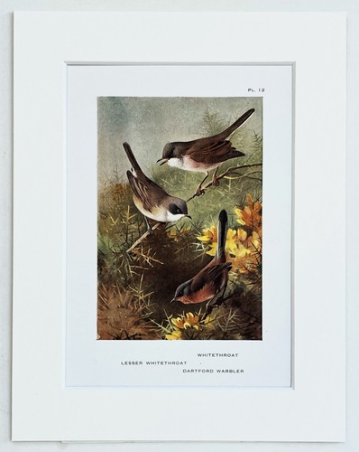 Archibald thorburn warblers - archibald,