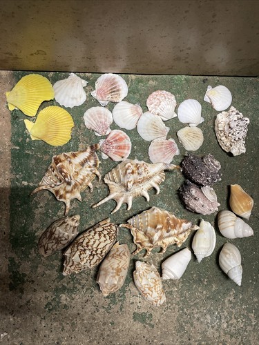 Vtg seashell crazy coral - vtg,