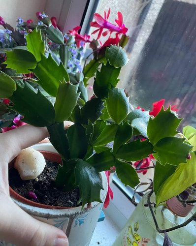 Rooted christmas cactus - rooted,